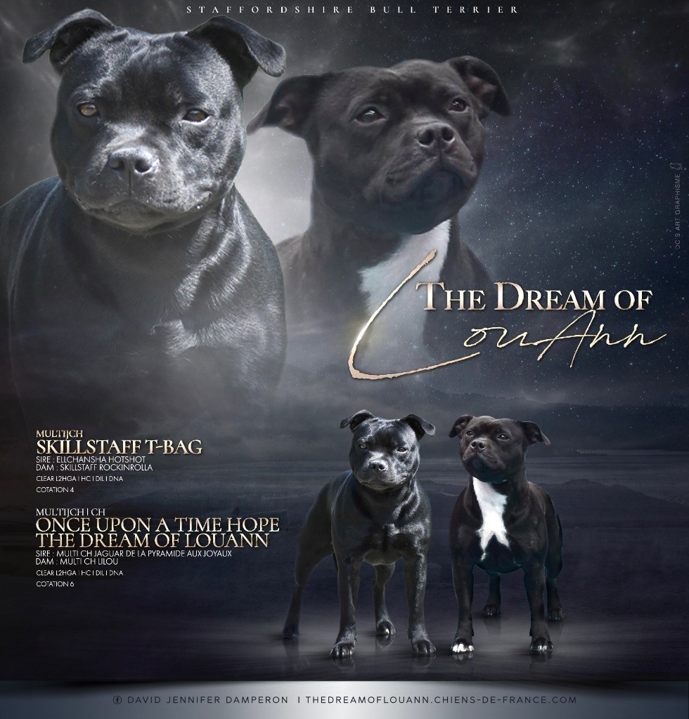 chiot Staffordshire Bull Terrier The Dream Of Lou Ann