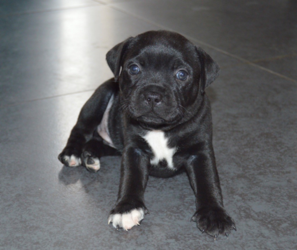 The Dream Of Lou Ann - Chiot disponible  - Staffordshire Bull Terrier