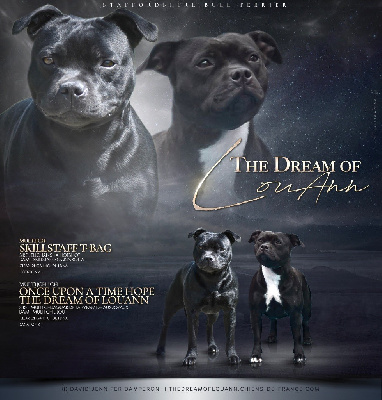 The Dream Of Lou Ann - Staffordshire Bull Terrier - Portée née le 10/11/2024