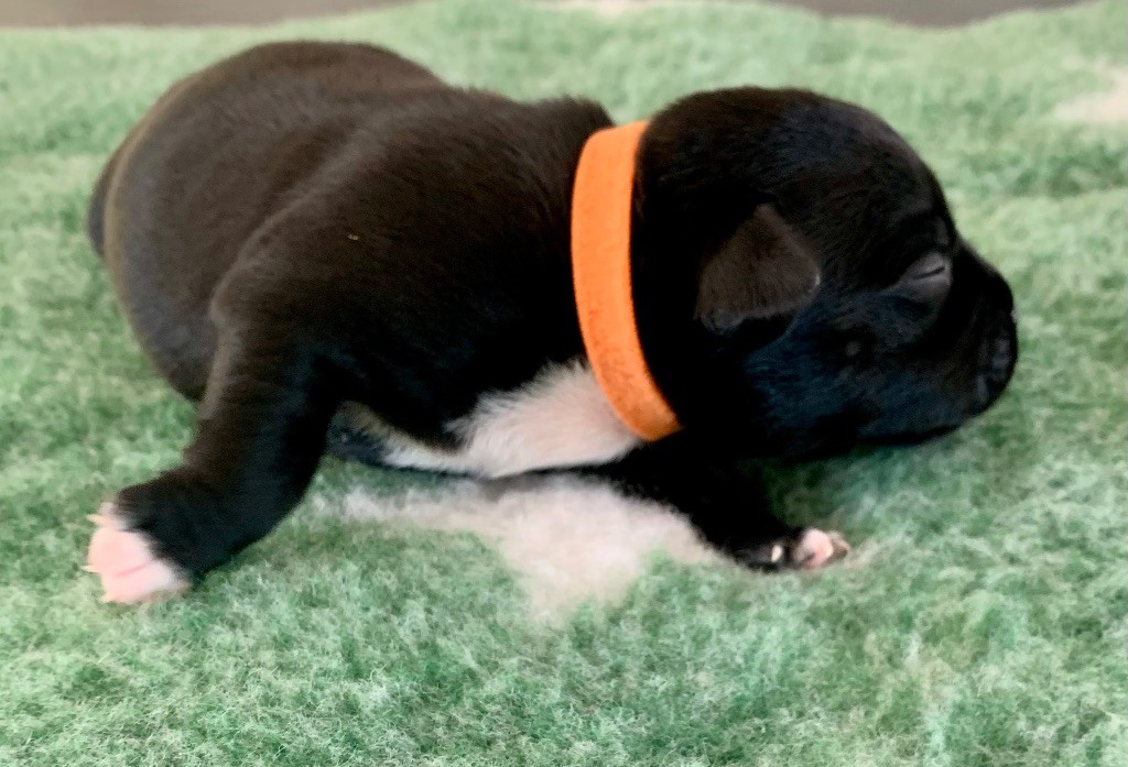 The Dream Of Lou Ann - Chiots disponibles - Staffordshire Bull Terrier