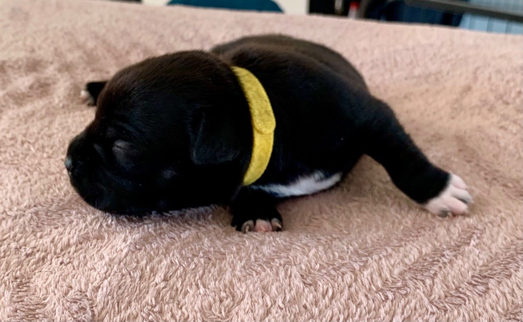 The Dream Of Lou Ann - Chiots disponibles - Staffordshire Bull Terrier