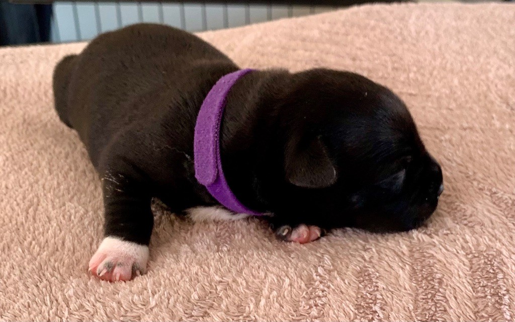 The Dream Of Lou Ann - Chiots disponibles - Staffordshire Bull Terrier