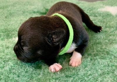 CHIOT 2