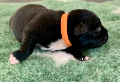 CHIOT 3
