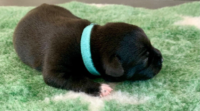 CHIOT 1