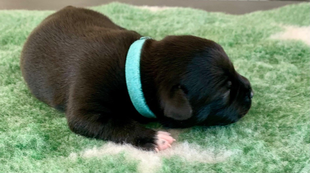 The Dream Of Lou Ann - Chiots disponibles - Staffordshire Bull Terrier