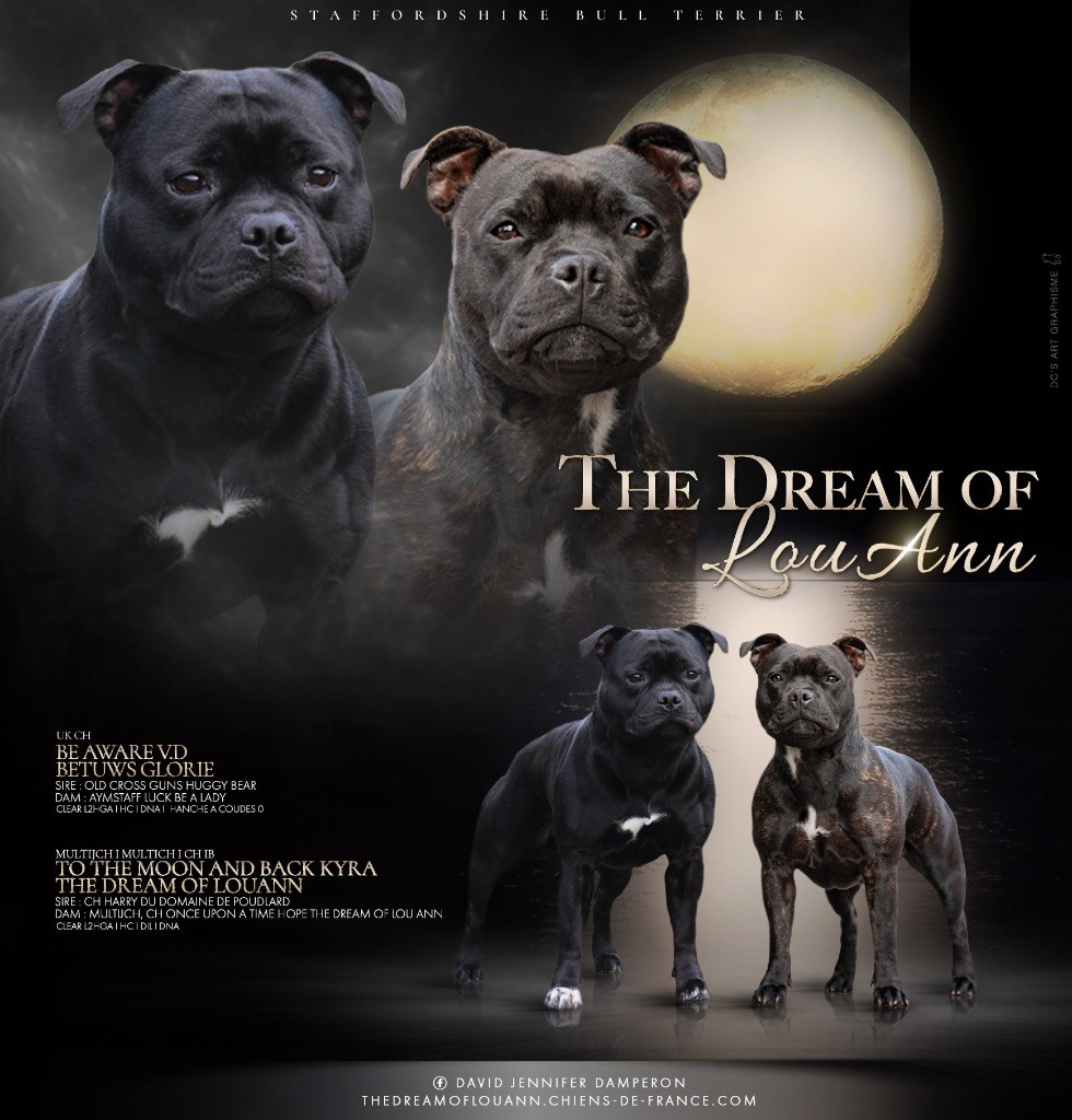 The Dream Of Lou Ann - Staffordshire Bull Terrier - Portée née le 17/08/2025