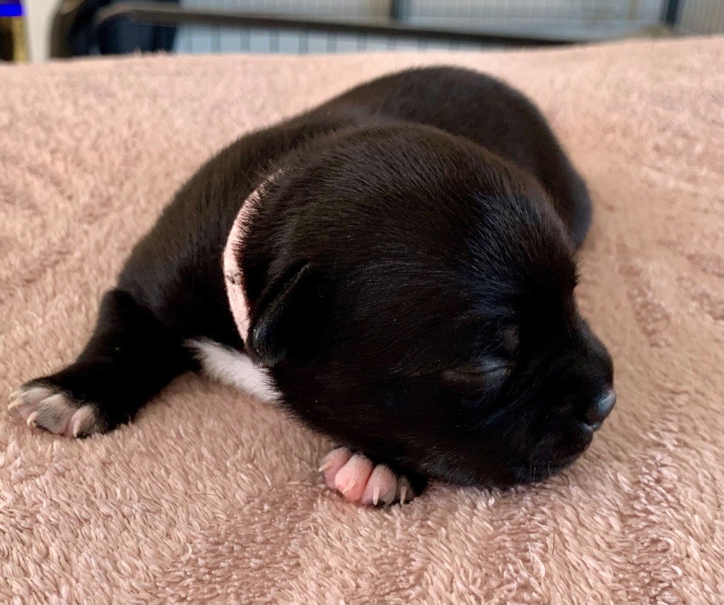 The Dream Of Lou Ann - Chiots disponibles - Staffordshire Bull Terrier