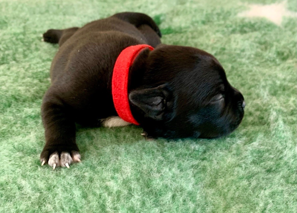 The Dream Of Lou Ann - Chiots disponibles - Staffordshire Bull Terrier