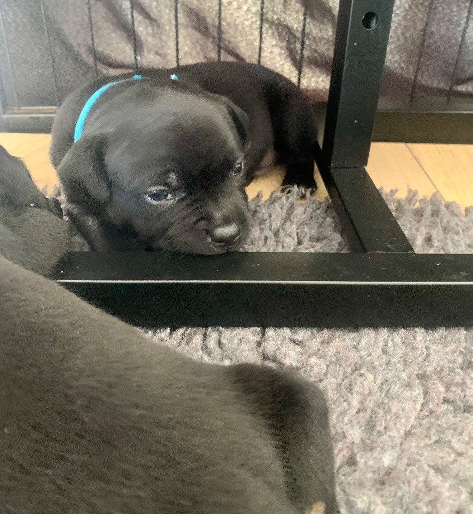 The Dream Of Lou Ann - Chiots disponibles - Staffordshire Bull Terrier